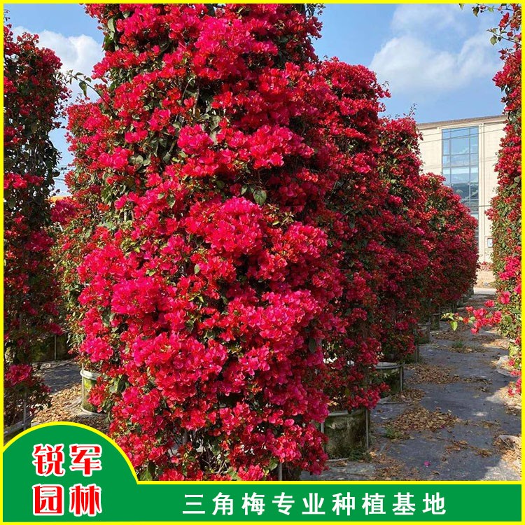 同安红柱形三角梅 