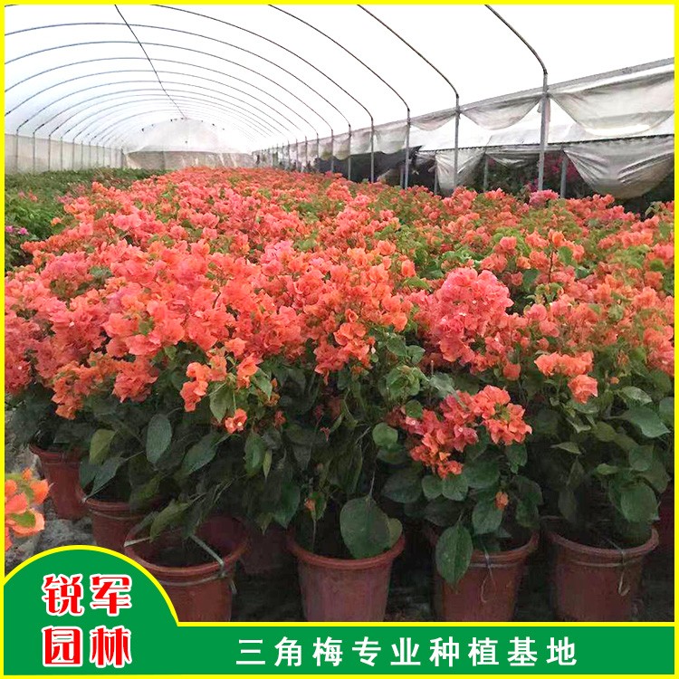 漳州三角梅盆栽 