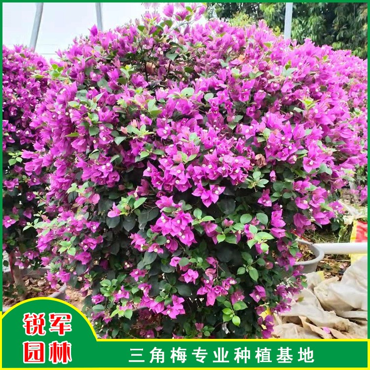 漳州球型三角梅 