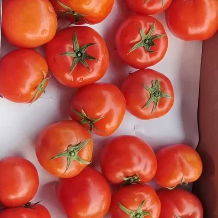 （南安大型蔬菜配送批发公司）西红柿