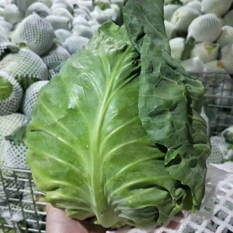 （南安农产品配送）甘蓝