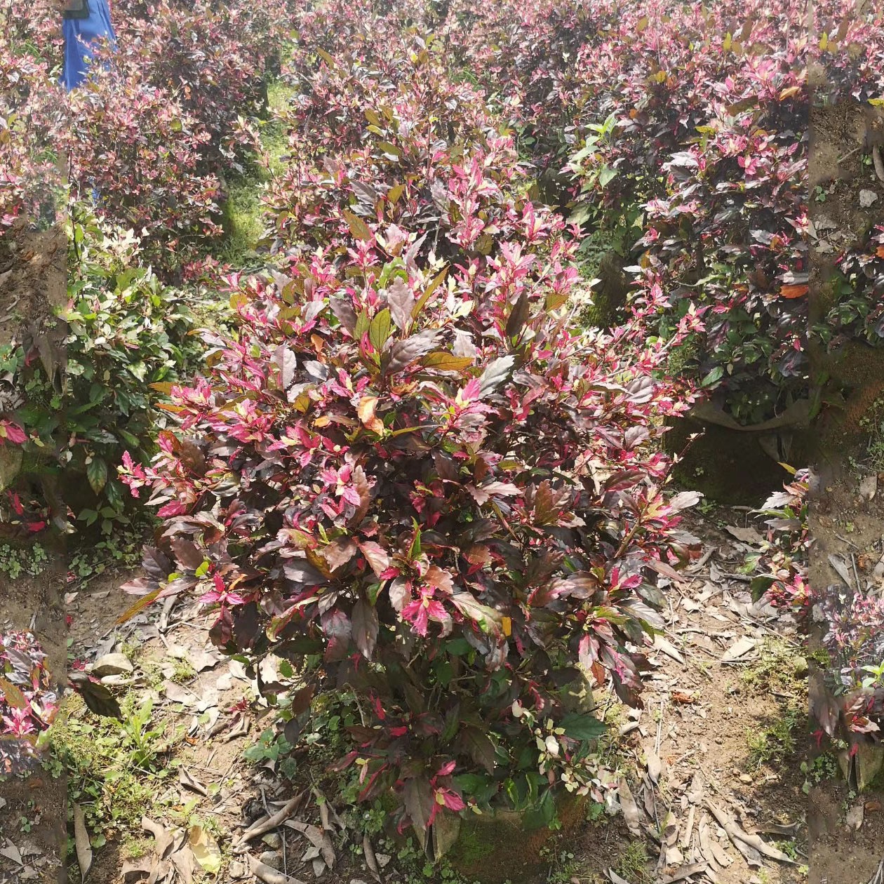 厦门厂家批发园林景观苗木彩叶扶桑种植供应