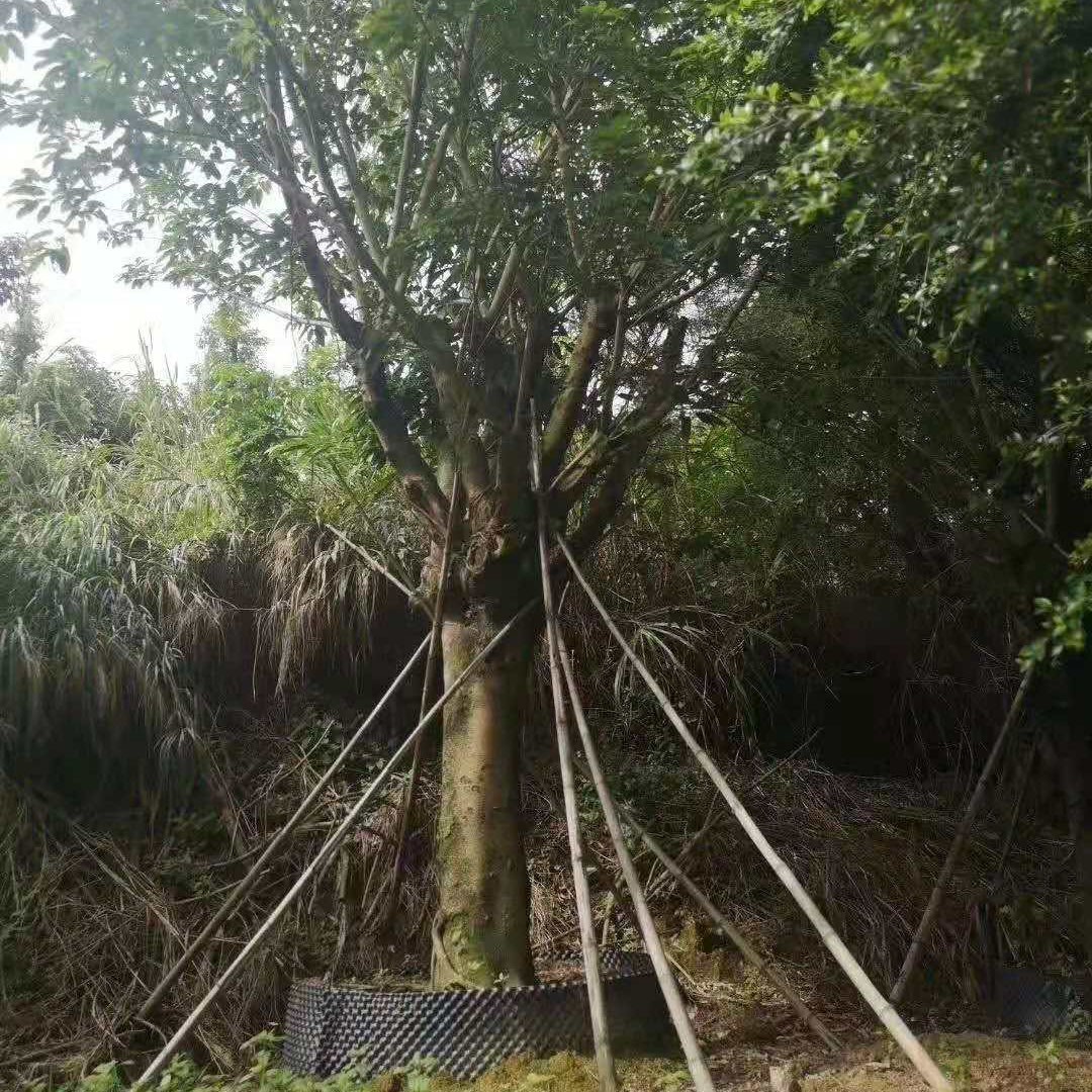 厦门优质苗木种植基地批发大叶榕乔木
