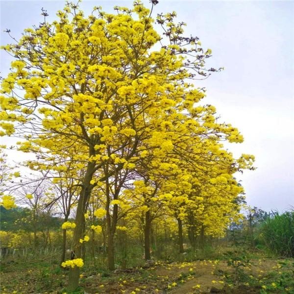 厦门常绿乔木行道树黄花风铃木生产种植商