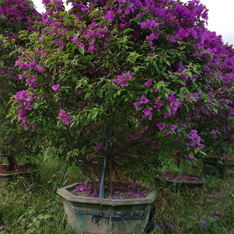 云南大紫三角梅 