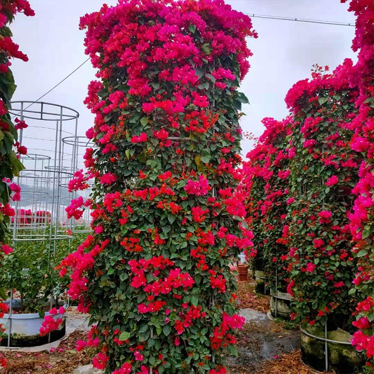 厦门柱形三角梅批发