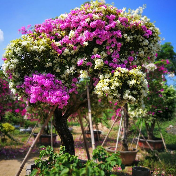 厦门多彩三角梅种植基地