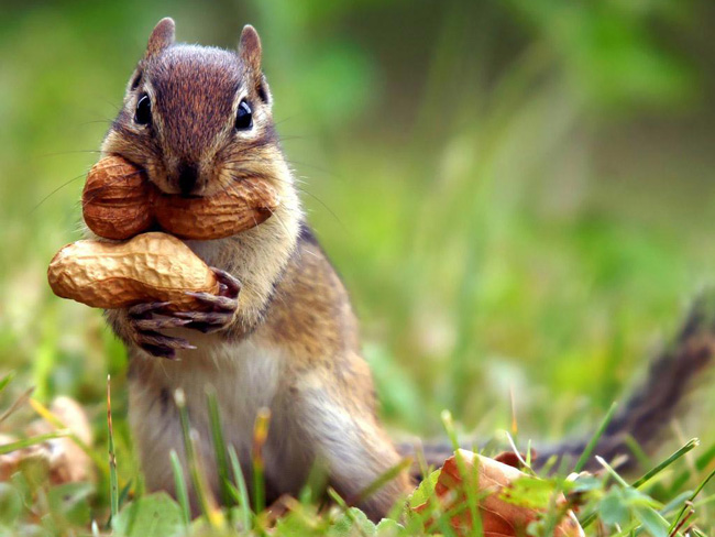 如何挑选新鲜的花生米，和鑫峰花生小编来看看