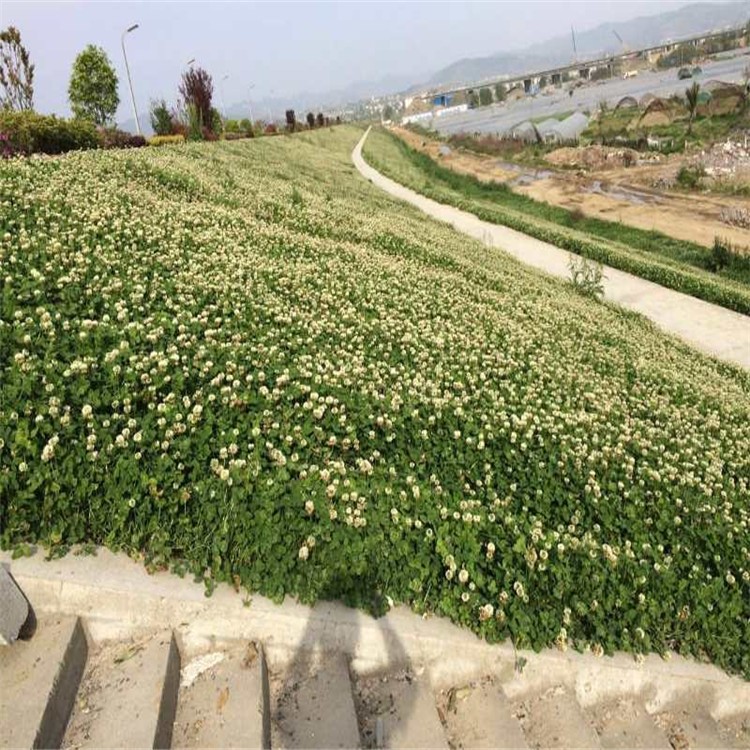 厦门边坡河道护坡地坪