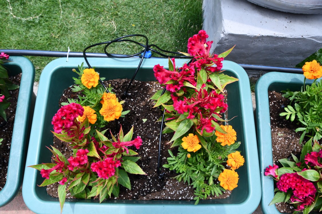 厦门果园盆栽滴头滴灌滴箭