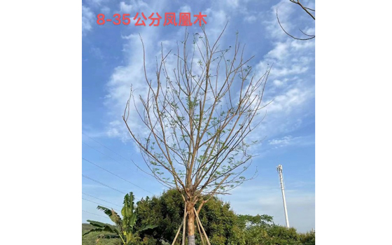 漳州苗木批发基地