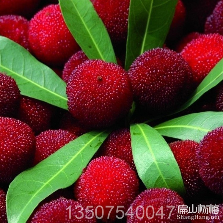 龙岩杨梅苗批发