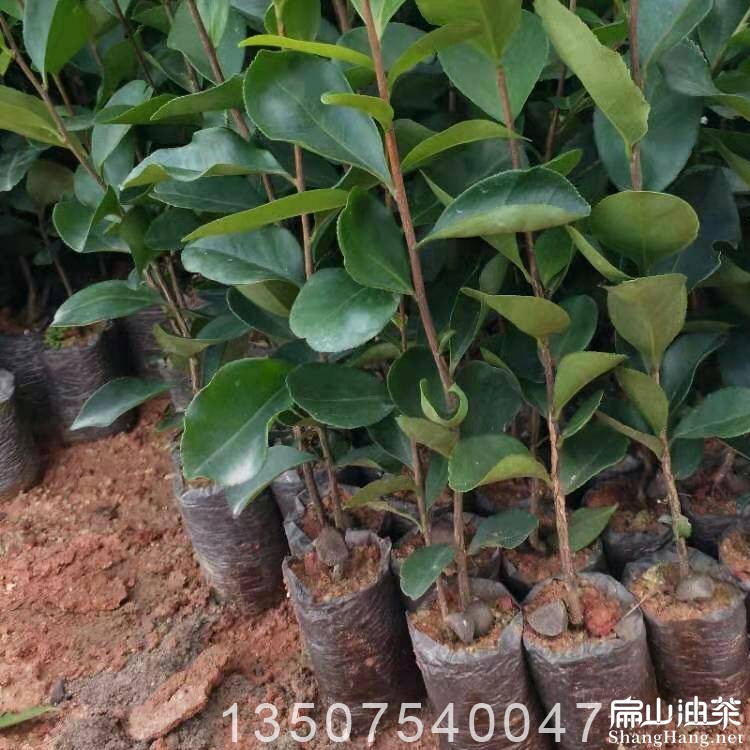 龙岩油茶苗供应