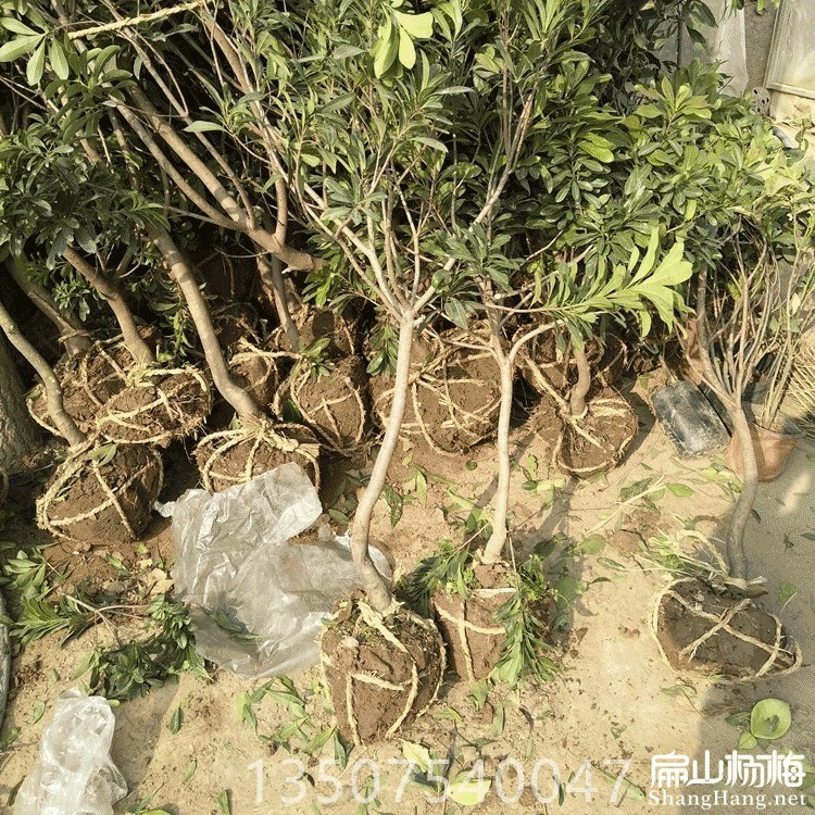 龙岩杨梅苗批发