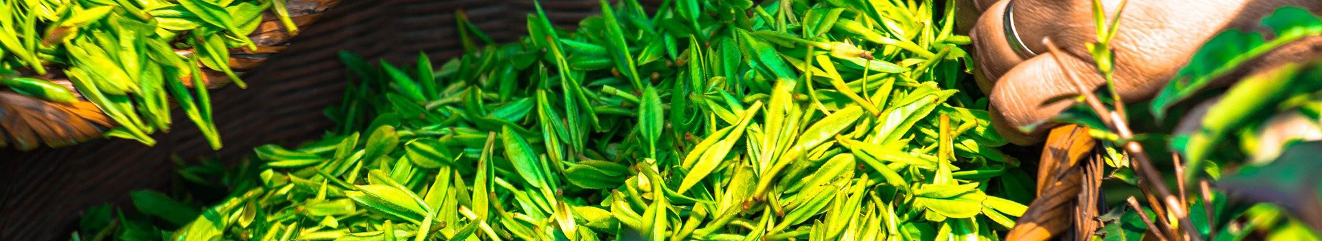 福建蛟潭高山商贸有限公司