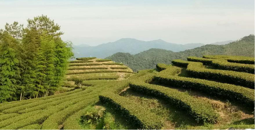 董事长林立坤与张天福【中国茶学界泰斗，中国近现代十大茶叶专家、制茶和审评专家】 