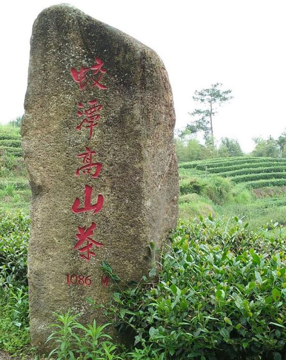 董事长林立坤与张天福【中国茶学界泰斗，中国近现代十大茶叶专家、制茶和审评专家】 