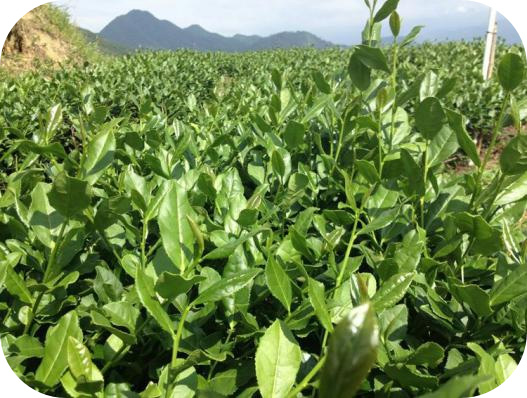 蛟潭高山： 品牌故事---【茶叶采制工艺与质安全管理体系篇五】