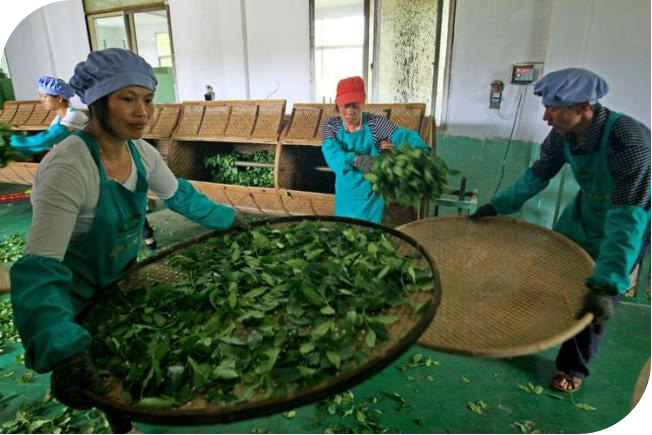 蛟潭高山： 品牌故事---【茶叶采制工艺与质安全管理体系篇五】