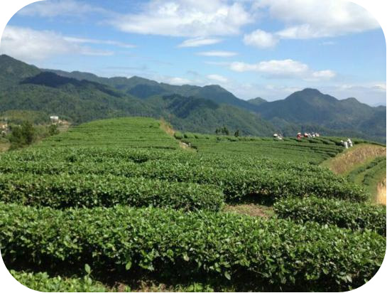 蛟潭高山： 品牌故事---【茶叶采制工艺与质安全管理体系篇五】