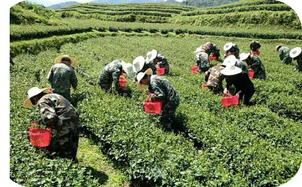 蛟潭高山： 品牌故事---【茶叶采制工艺与质安全管理体系篇五】