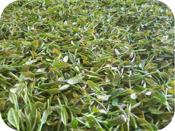 蛟潭高山： 品牌故事---【茶叶采制工艺与质安全管理体系篇五】