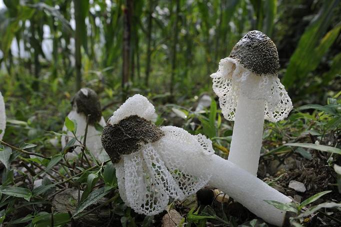 龙岩竹荪批发市场