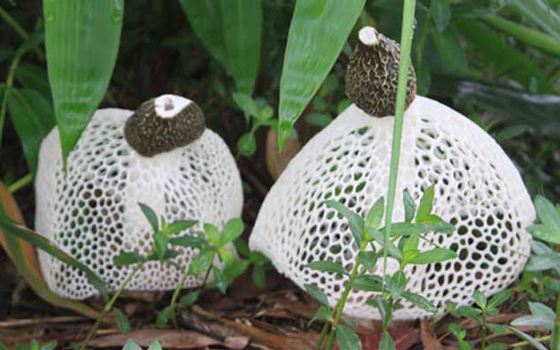 龙岩竹荪批发采购