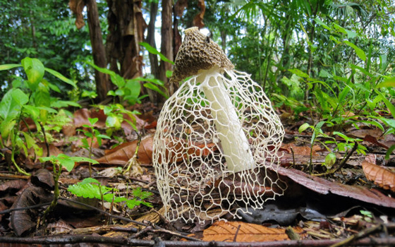 龙岩顺腾商贸小编给您介绍竹荪