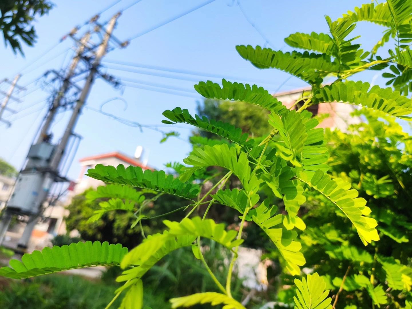 漳州金素阁自产甜甘茶