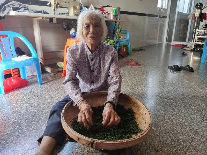 漳州金素阁自产甜甘茶