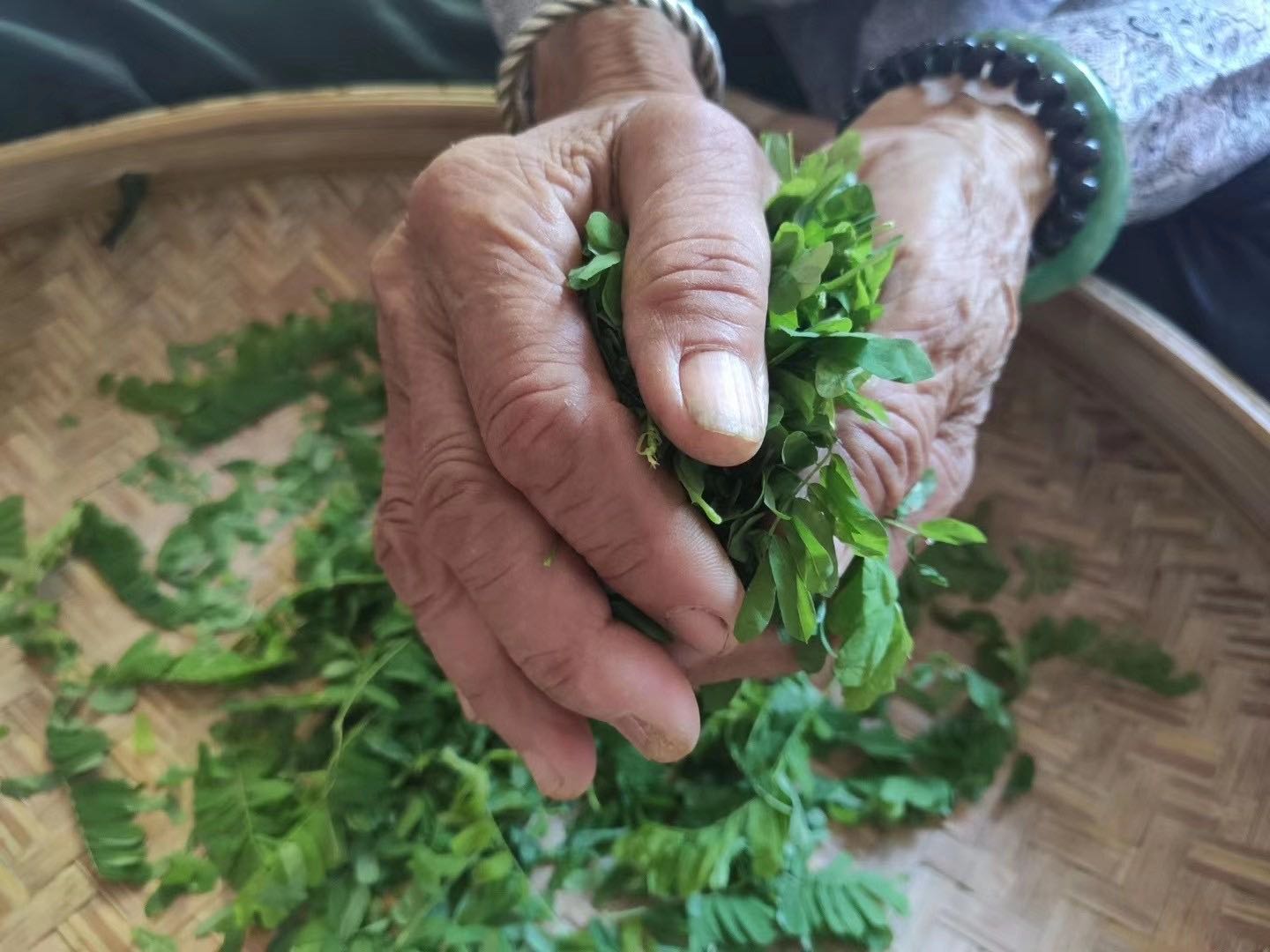 漳州金素阁自产甜甘茶