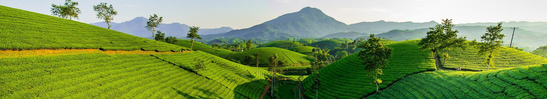 福建源韵茶叶有限公司