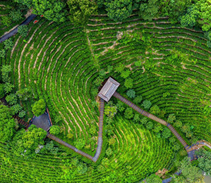 茶园