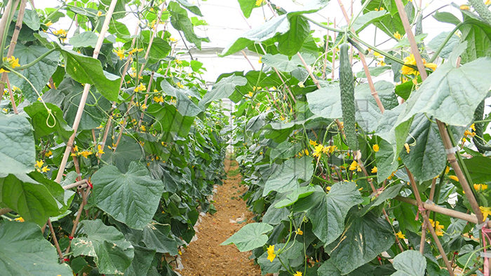  如何提高龙岩蔬菜大棚***栽培技术