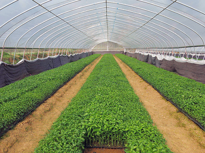 龙岩大棚蔬菜种植的优势与特色