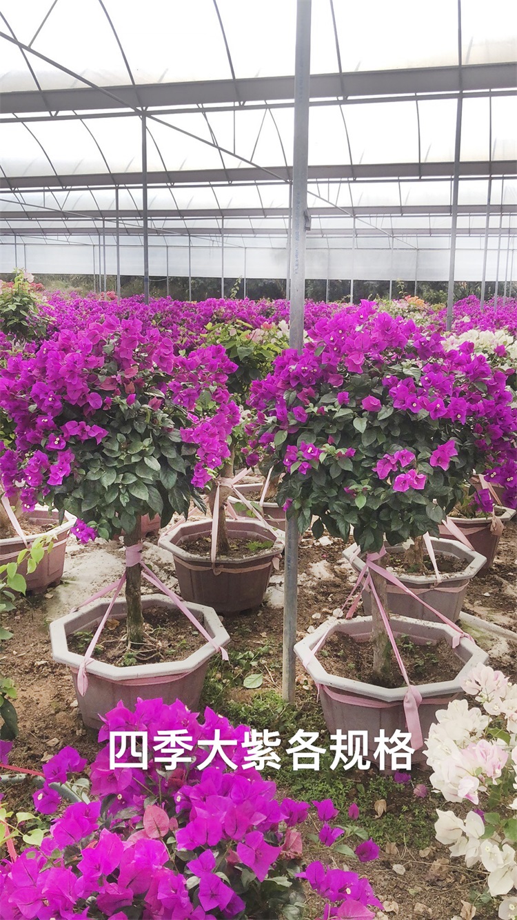 三角梅养护小技巧和注意要点，下面和石顺花海园艺小编一起来看看吧。