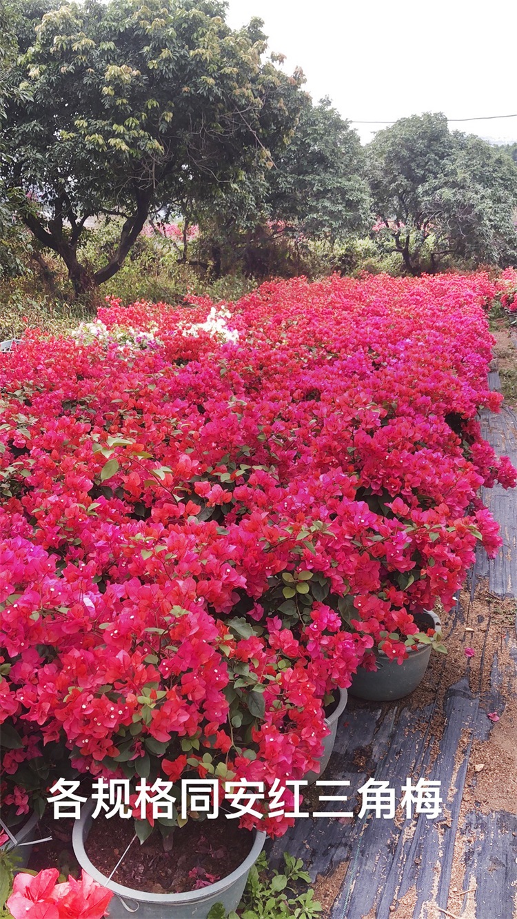 三角梅养护小技巧和石顺花海园艺小编一起来了解