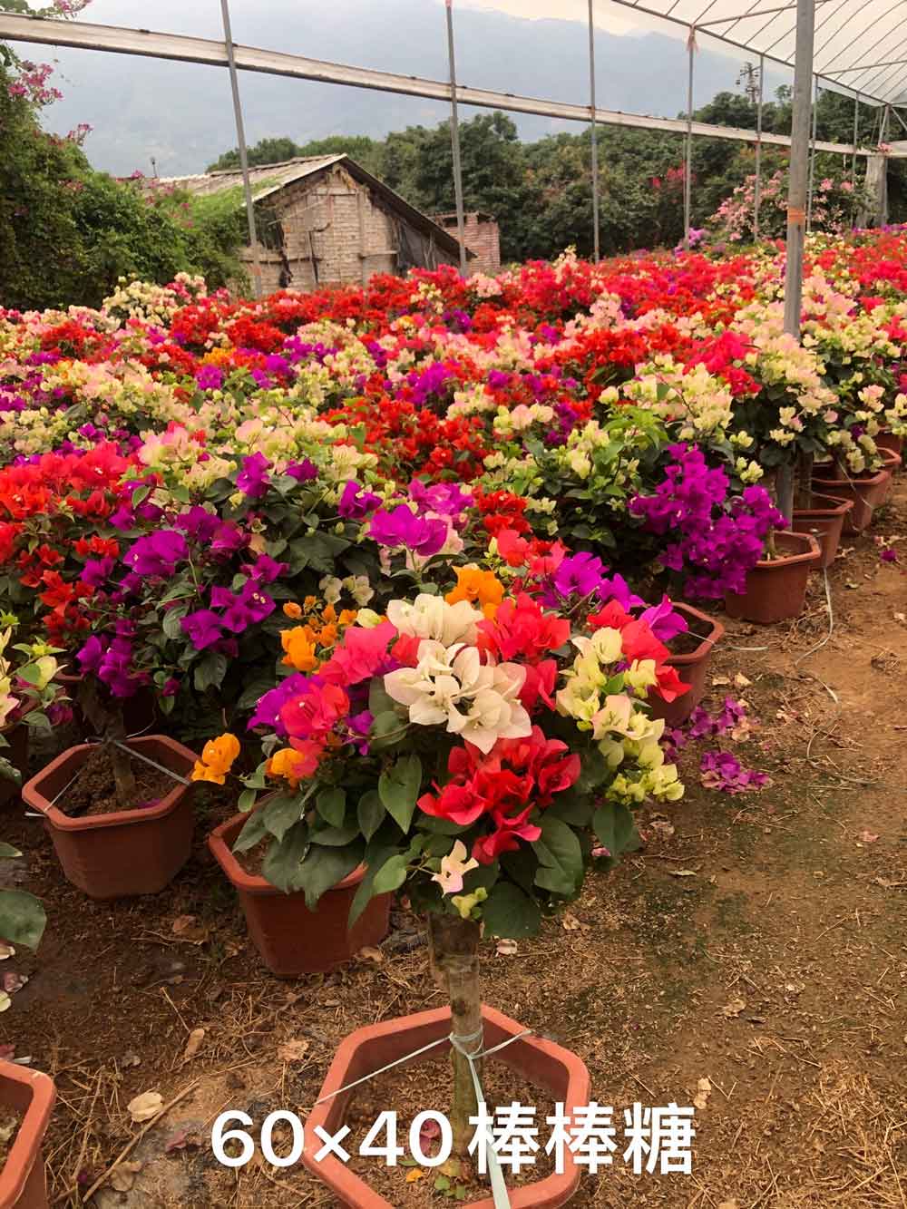 花卉种植，和石顺花海园艺小编一起来了解