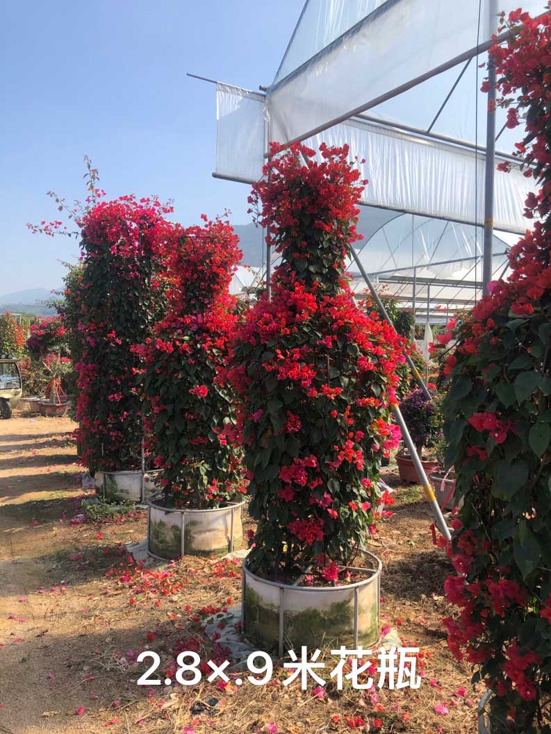 花卉种植，和石顺花海园艺小编一起来了解