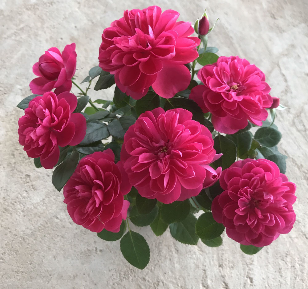 盆栽植物养护小技巧和石顺花海小编一起来解读