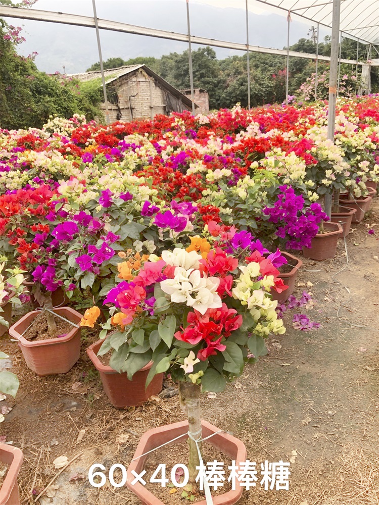 盆栽植物养护小技巧和石顺花海小编一起来解读