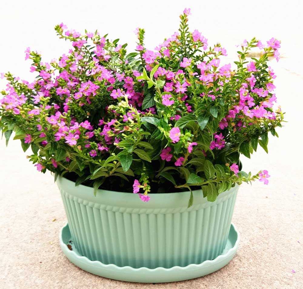 盆栽植物养护小技巧和石顺花海小编一起来解读