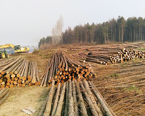 杂木（龙岩木材批发）