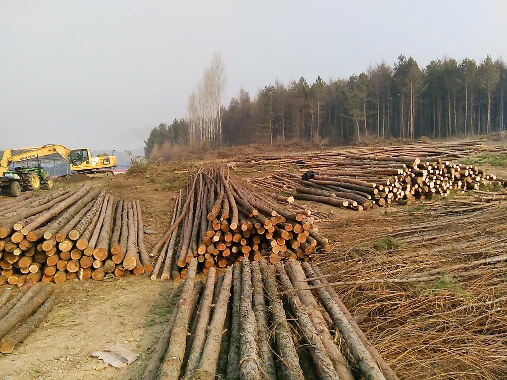 杂木（龙岩木材批发）