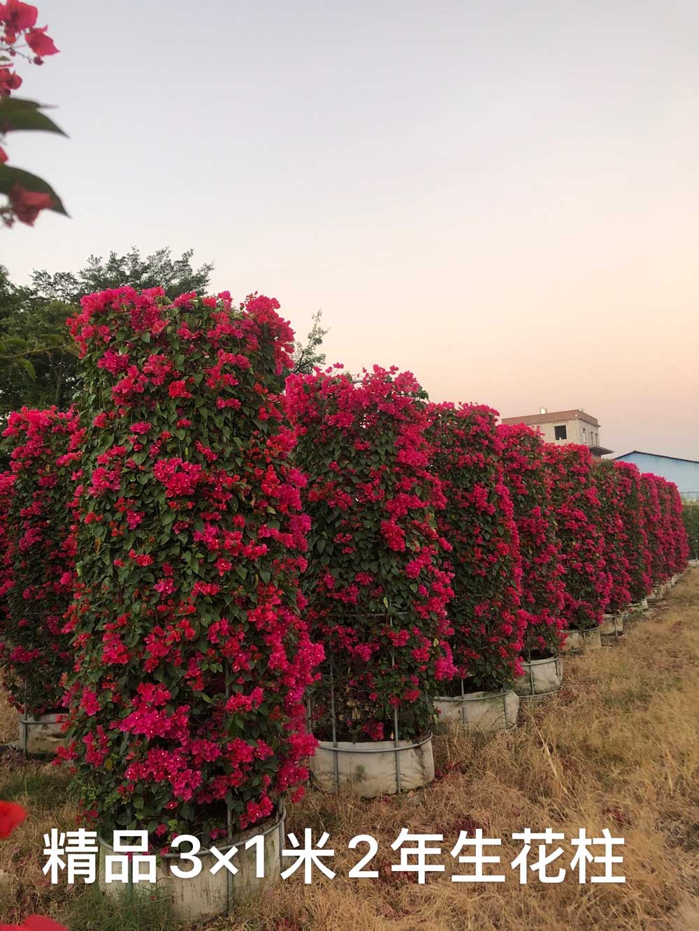 三角梅扦插如何生根快（漳州三角梅盆景）