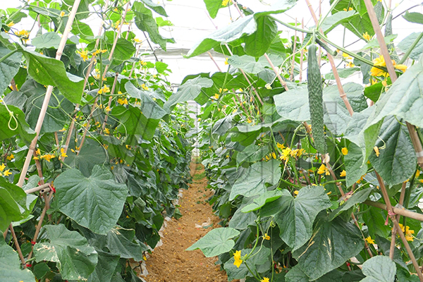 龙岩蔬菜温室大棚建设有哪几个阶段？