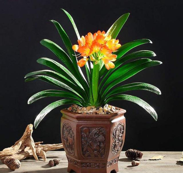 几种简单的施肥方法，让盆栽花卉长得更好！