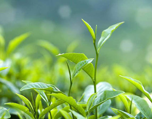 安溪裕源小编带您了解茶叶