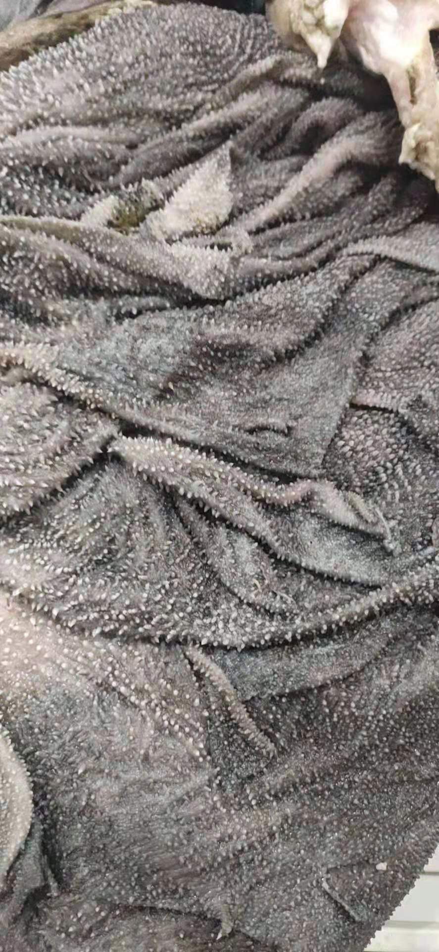 黑龙江牛百叶供应商